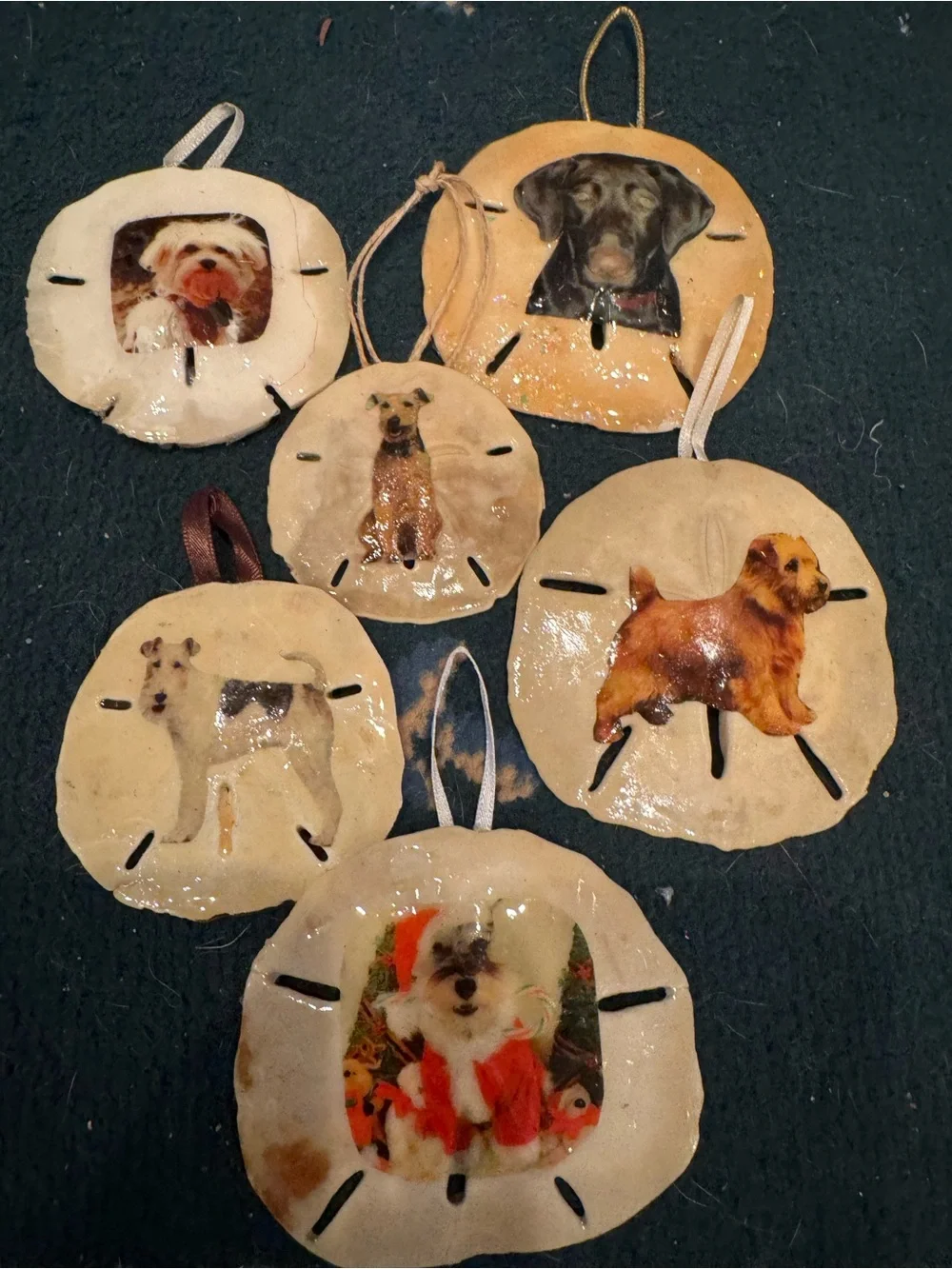 Handmade Dog Photo real Sand Dollar Ornaments - Beige